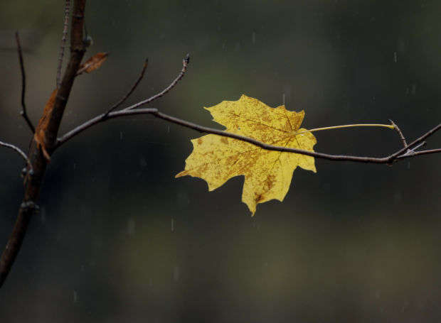 101314bp-fall-color-package-01